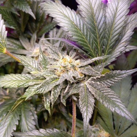 Blue Dream #2 growlog timeline photo