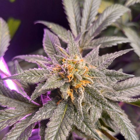 Blue Dream #2 growlog timeline photo