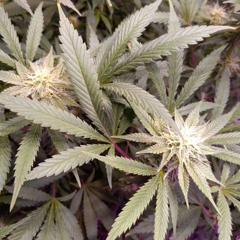 Blue Dream S1 #1 growlog timeline photo