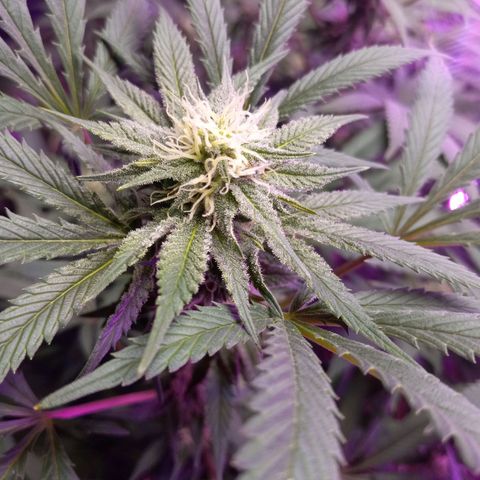 Blue Dream S1 #1 growlog timeline photo