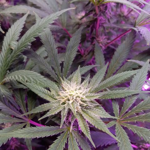 Blue Dream S1 #1 growlog timeline photo