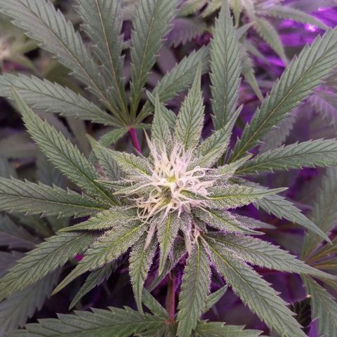 Blue Dream S1 #1 growlog timeline photo