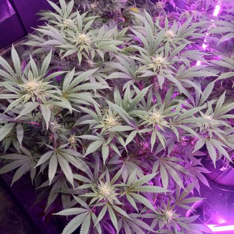 Blue Dream S1 #1 growlog timeline photo