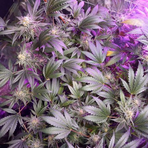 Blue Dream #2 growlog timeline photo