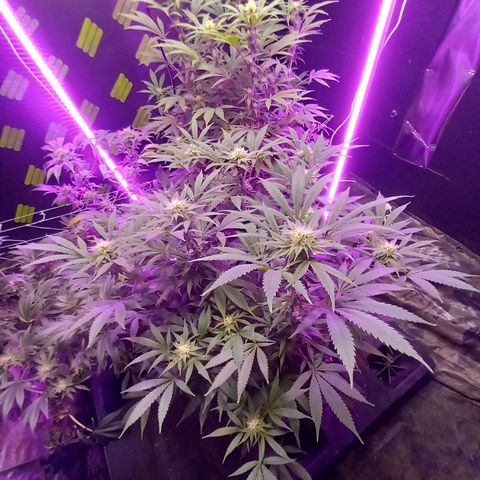 Blue Dream S1 #1 growlog timeline photo