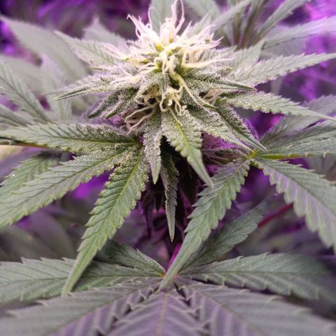 Blue Dream S1 #1 growlog timeline photo