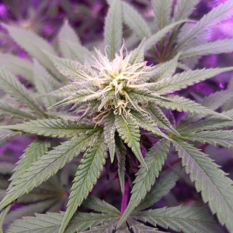 Blue Dream S1 #1 growlog timeline photo