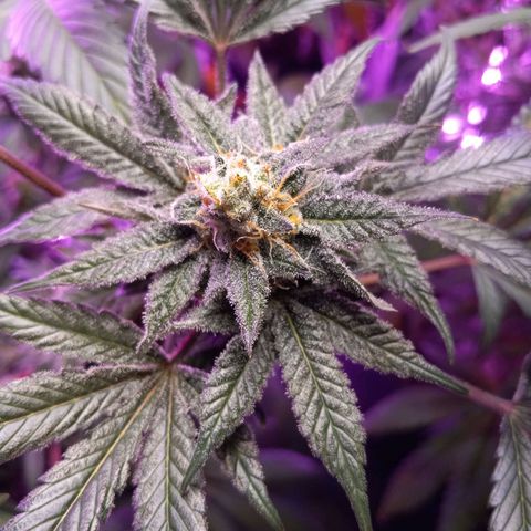 Blue Dream #2 growlog timeline photo