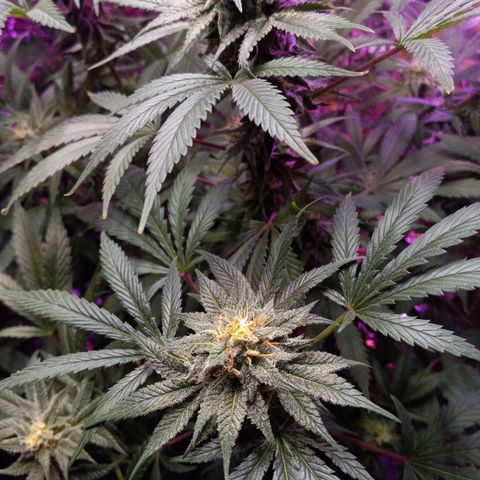 Blue Dream S1 #1 growlog timeline photo