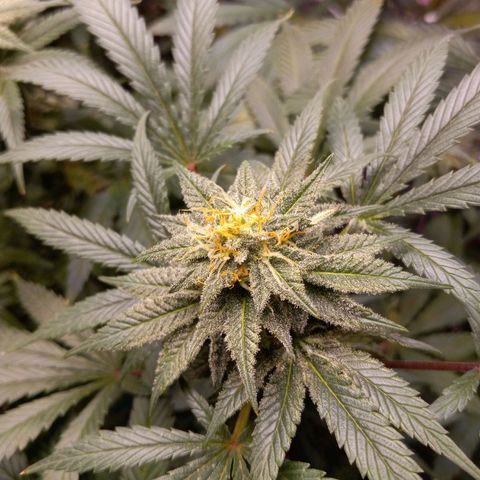 Blue Dream S1 #1 growlog timeline photo