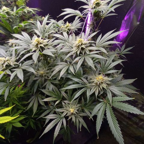 Blue Dream S1 #1 growlog timeline photo