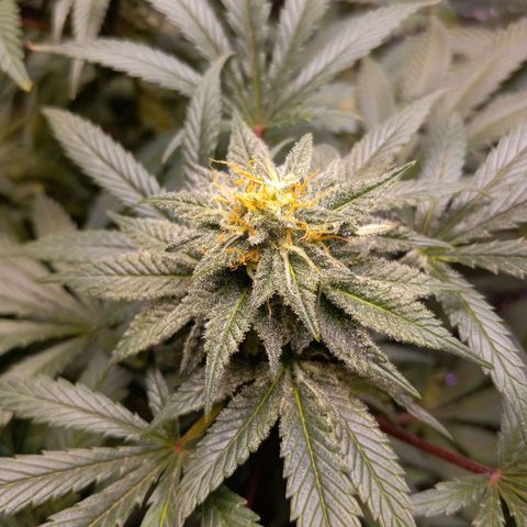 Blue Dream S1 #1 growlog timeline photo