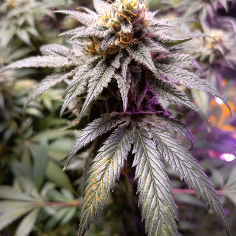Blue Dream S1 #1 growlog timeline photo