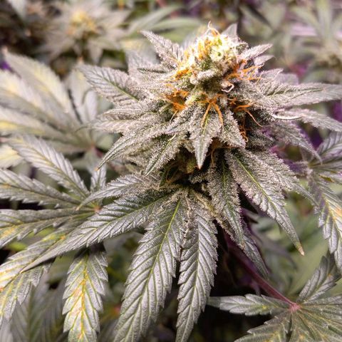 Blue Dream S1 #1 growlog timeline photo