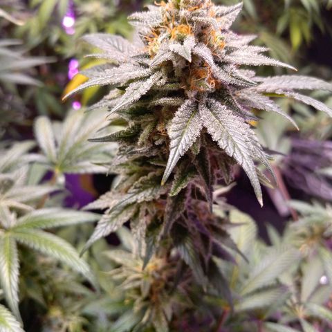 Blue Dream S1 #1 growlog timeline photo