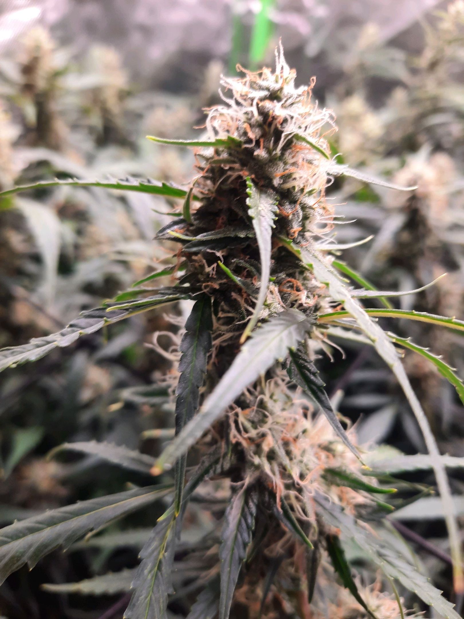 Sunset Shebert growlog header