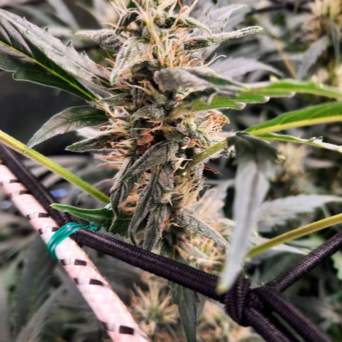 Gg4 Auto growlog timeline photo