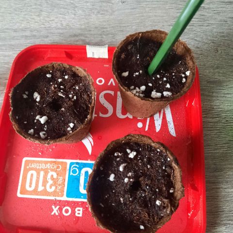 Sunset Shebert growlog photo