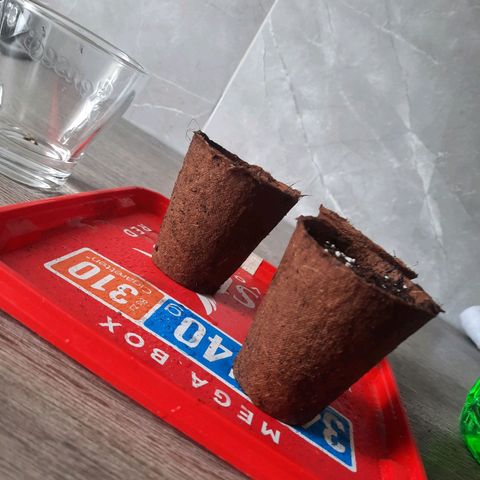 Sunset Shebert growlog photo: Samen mit Hilfe eines Stiftes und der Spitze nach oben in die Öffentlichkeit setzen 