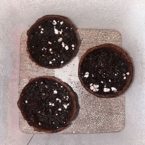 Sunset Shebert growlog timeline photo