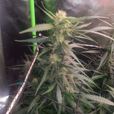 Gg4 Auto growlog timeline photo