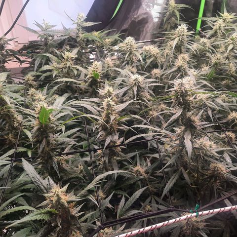 Gg4 Auto growlog timeline photo