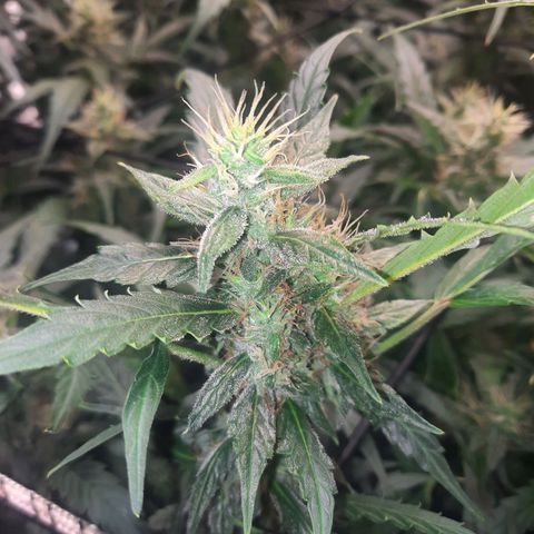 Gg4 Auto growlog timeline photo