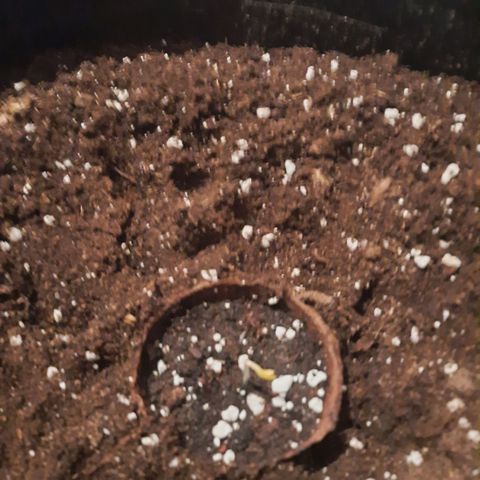 Sunset Shebert growlog photo: Keimung beendet 
Umzug in Sack 12L