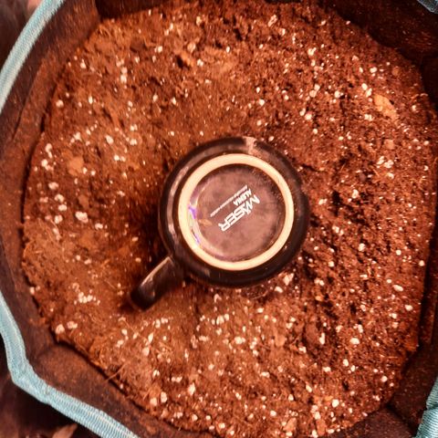 Sunset Shebert growlog photo: Keimung beendet 
Umzug in Sack 12L