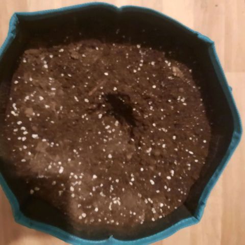 Sunset Shebert growlog photo: Keimung beendet 
Umzug in Sack 12L