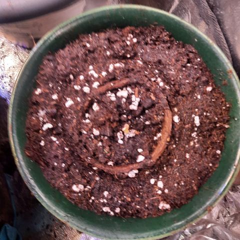 Sunset Shebert growlog photo: Keimung beendet 
Umzug in Sack 12L