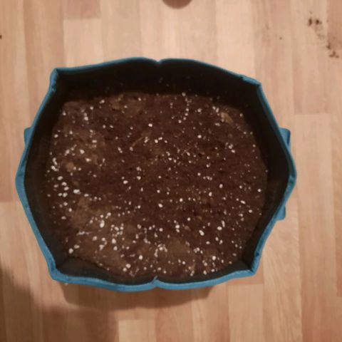 Sunset Shebert growlog photo: Keimung beendet 
Umzug in Sack 12L