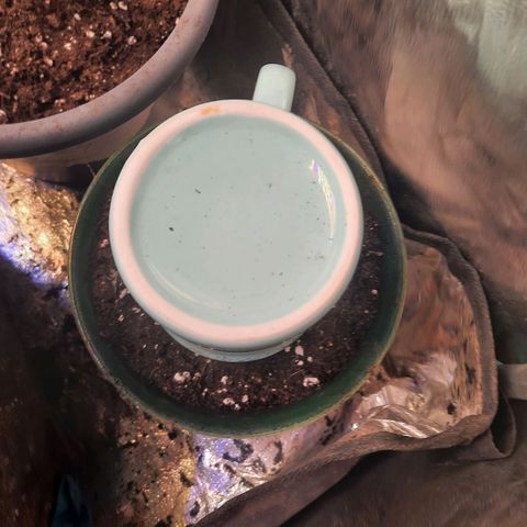Sunset Shebert growlog photo: Keimung beendet 
Umzug in Sack 12L