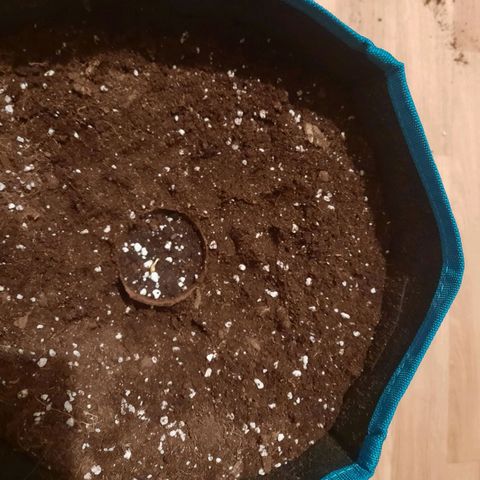 Sunset Shebert growlog photo: Keimung beendet 
Umzug in Sack 12L