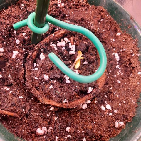 Sunset Shebert growlog timeline photo