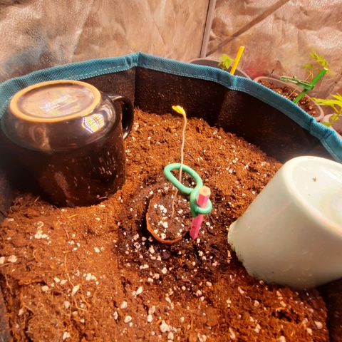 Sunset Shebert growlog timeline photo
