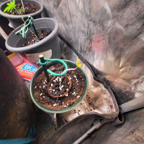Sunset Shebert growlog timeline photo