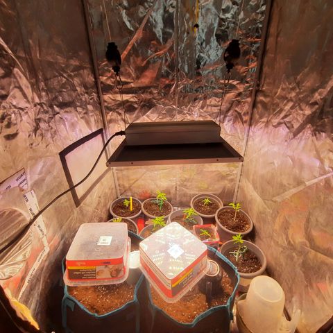 Sunset Shebert growlog timeline photo