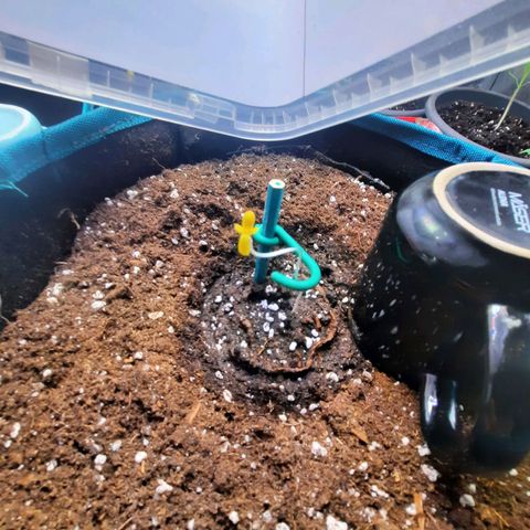 Sunset Shebert growlog timeline photo