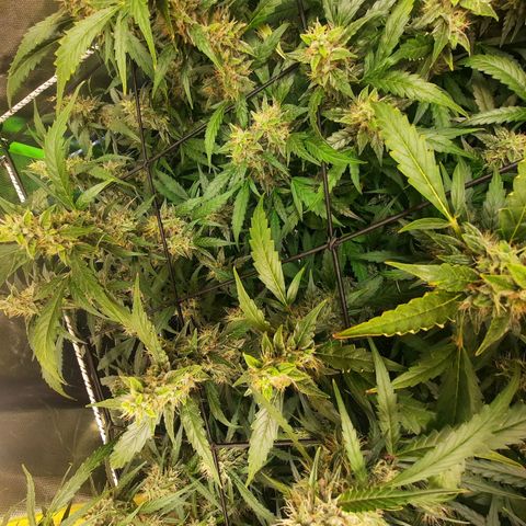 Gg4 Auto growlog photo: Ich schneide im Moment alle Blätter, wo der Stiel sich lila färbt ab. Diese Blätter fressen nur Energie da sie zu schwach sind dies macht die lila Farbe als Kennung.
Zur ernte dann ist es gewollt, daß sie sich färbt das bedeutet auch das sie dann fertig ist und nichts mehr aufnimmt. Meines Wissens färben sich deswegen einige Ladys deshalb lila auch wenn man es durch spülen und Eis beschleunigen könnte. Dies will ich versuchen.