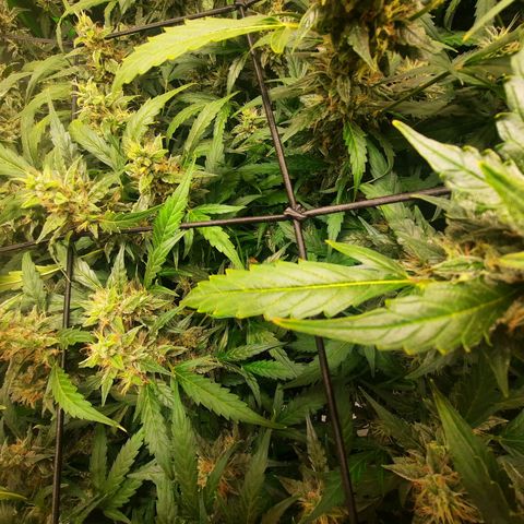 Gg4 Auto growlog photo: Ich schneide im Moment alle Blätter, wo der Stiel sich lila färbt ab. Diese Blätter fressen nur Energie da sie zu schwach sind dies macht die lila Farbe als Kennung.
Zur ernte dann ist es gewollt, daß sie sich färbt das bedeutet auch das sie dann fertig ist und nichts mehr aufnimmt. Meines Wissens färben sich deswegen einige Ladys deshalb lila auch wenn man es durch spülen und Eis beschleunigen könnte. Dies will ich versuchen.