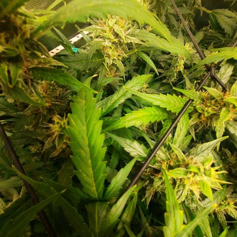 Gg4 Auto growlog photo: Ich schneide im Moment alle Blätter, wo der Stiel sich lila färbt ab. Diese Blätter fressen nur Energie da sie zu schwach sind dies macht die lila Farbe als Kennung.
Zur ernte dann ist es gewollt, daß sie sich färbt das bedeutet auch das sie dann fertig ist und nichts mehr aufnimmt. Meines Wissens färben sich deswegen einige Ladys deshalb lila auch wenn man es durch spülen und Eis beschleunigen könnte. Dies will ich versuchen.
