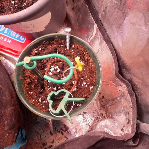 Sunset Shebert growlog timeline photo