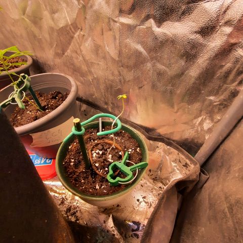 Sunset Shebert growlog timeline photo