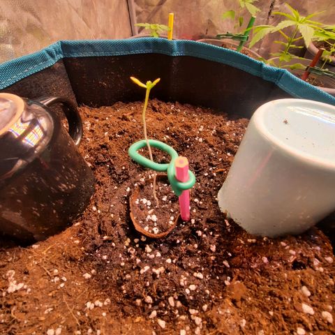 Sunset Shebert growlog timeline photo