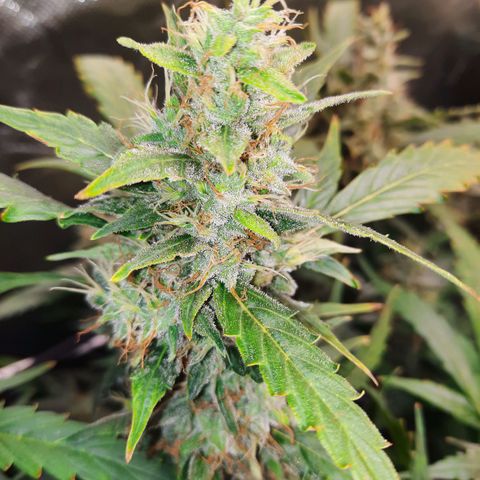 Gg4 Auto growlog timeline photo