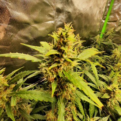 Gg4 Auto growlog timeline photo