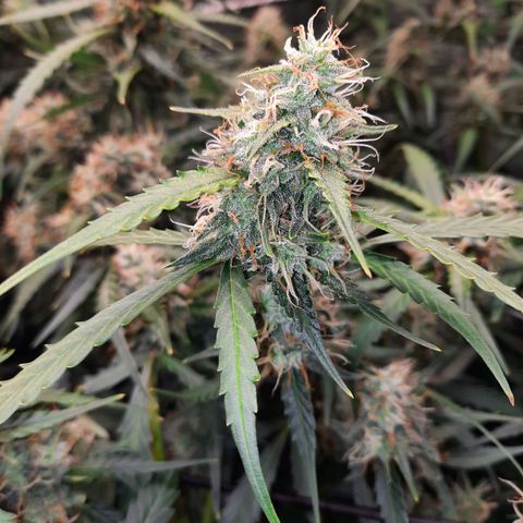Gg4 Auto growlog timeline photo