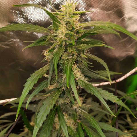 Gg4 Auto growlog timeline photo