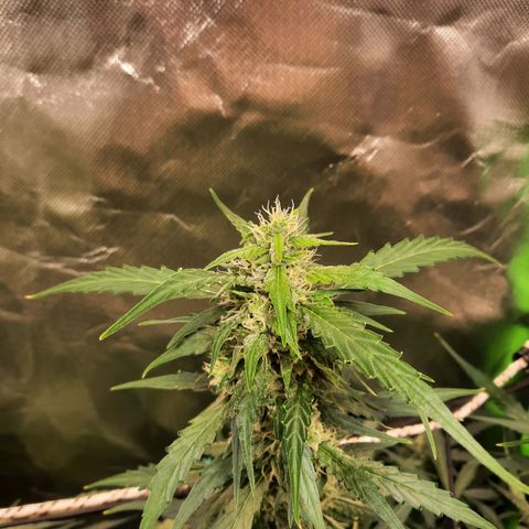 Gg4 Auto growlog timeline photo